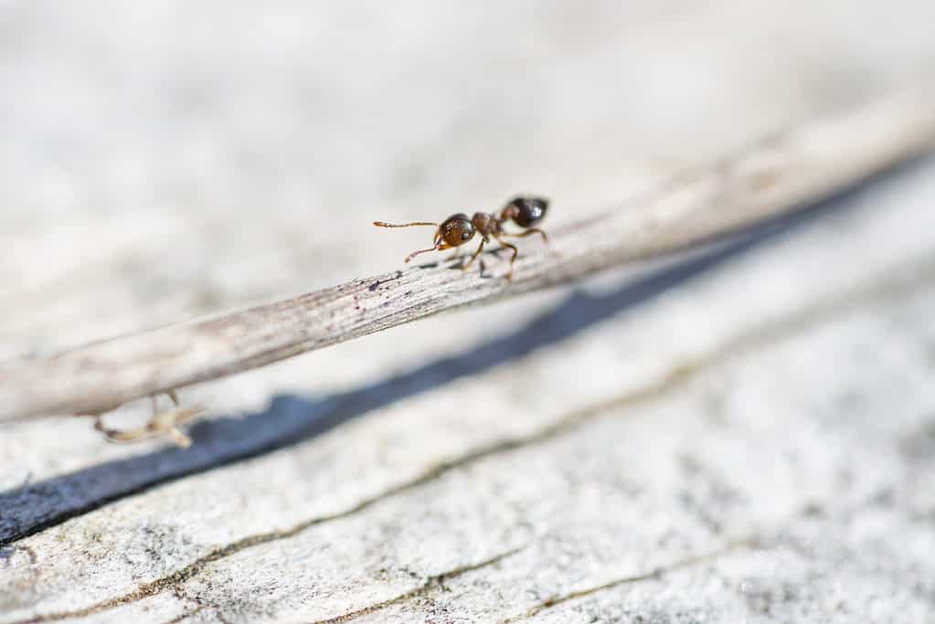 Acrobat Ant in primavera