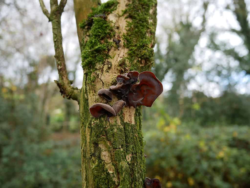 Fungo dell'orecchio di legno che cresce su un albero di sambuco coperto di muschio nei boschi