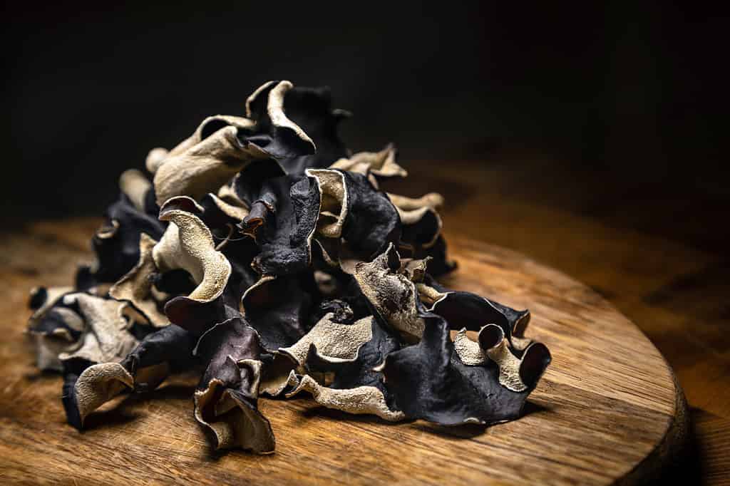 Funghi dell'orecchio di legno essiccati