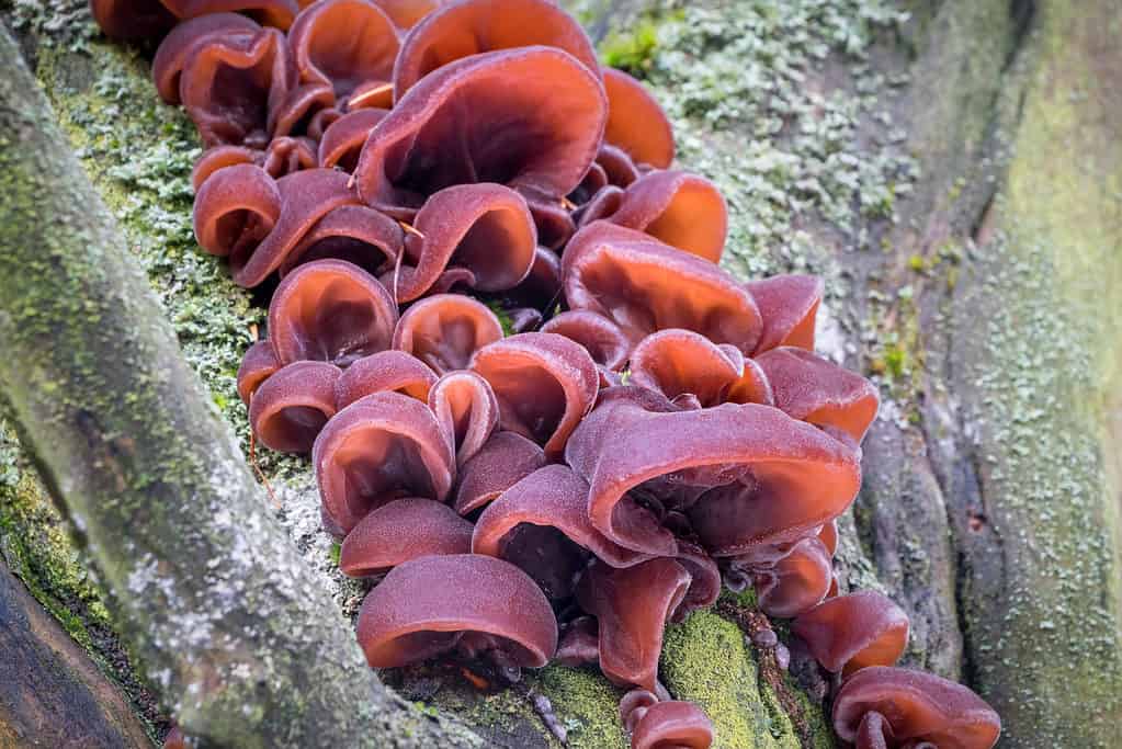 Fungo dell'orecchio di legno che cresce su un albero