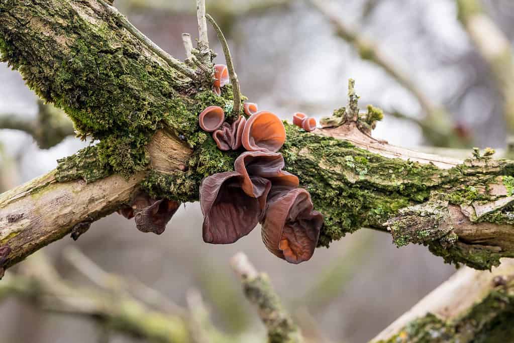 Funghi dell'orecchio di legno che crescono selvaggi