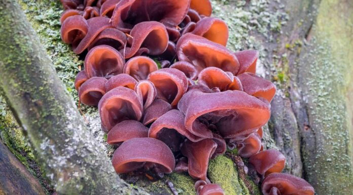 Funghi dell'orecchio di legno: una guida completa
