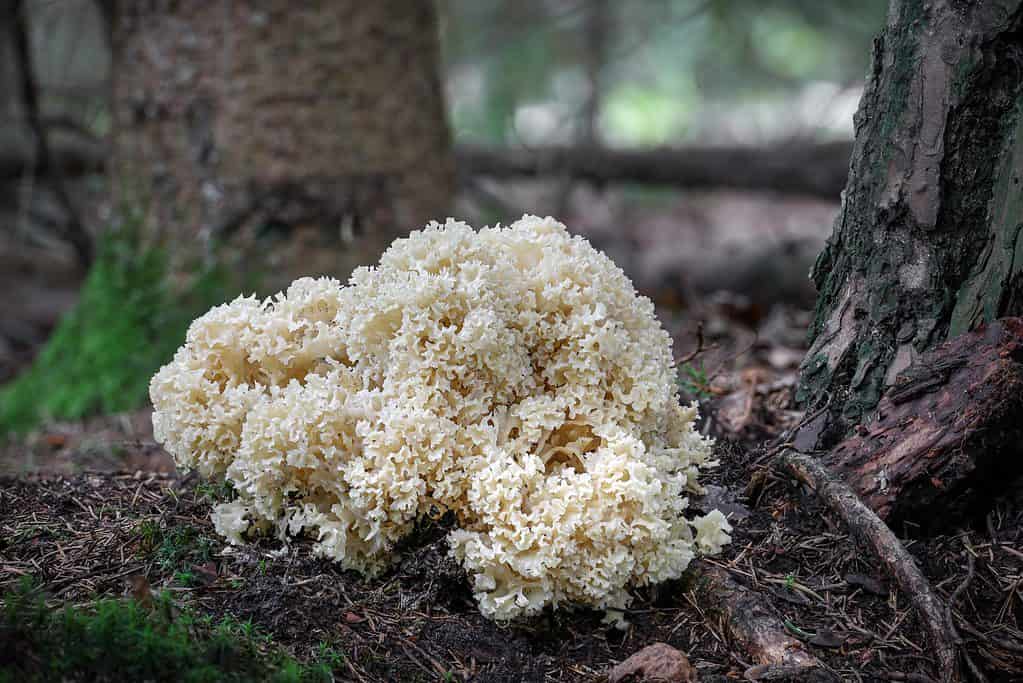 Funghi di cavolfiore che crescono alla base degli alberi