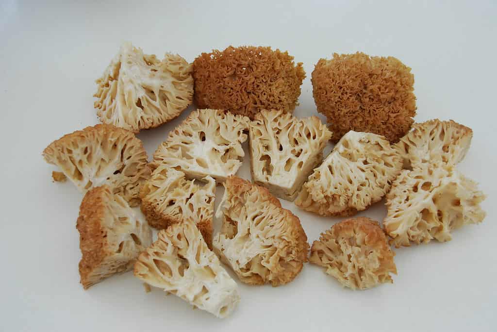 Funghi di cavolfiore tritati