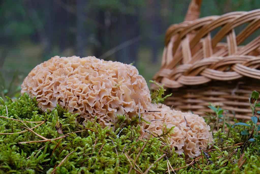 Cesto dietro funghi di cavolfiore che crescono nella foresta