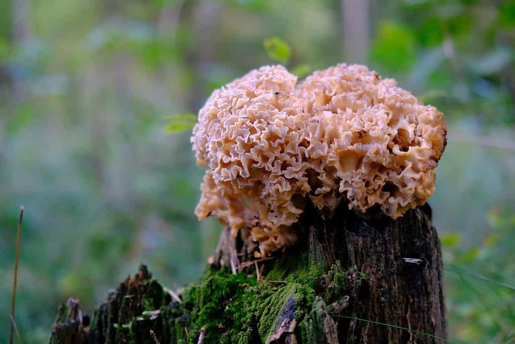 Funghi di cavolfiore che crescono su un ceppo
