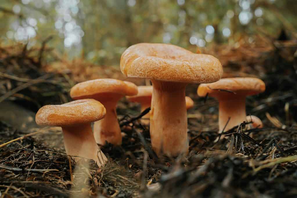 Giovani funghi di pino rosso che crescono nella foresta