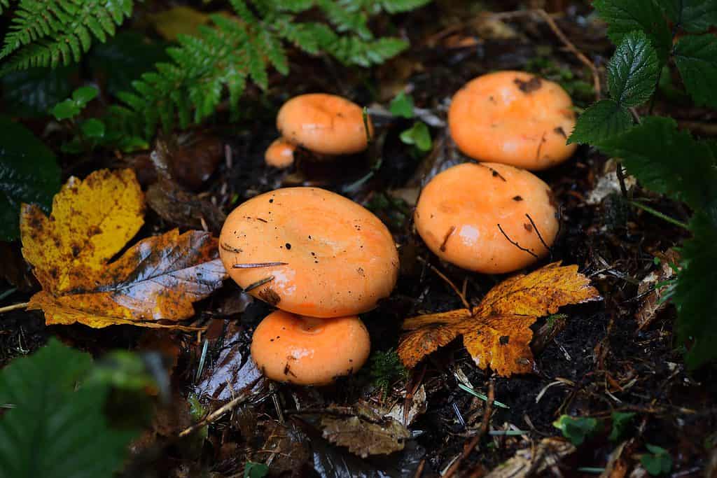 Funghi di pino rosso subito dopo la pioggia