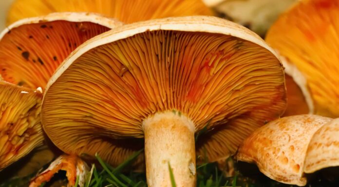 Funghi di pino rosso: una guida completa
