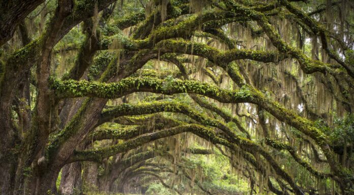 12 incredibili alberi originari del Maryland
