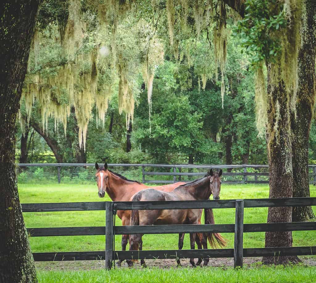 Due cavalli in campo a Ocala, FL