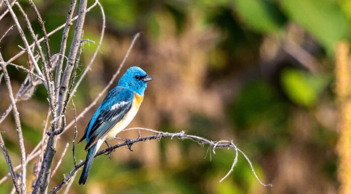 10 uccelli che sembrano ghiandaie blu (e come individuare la differenza)
