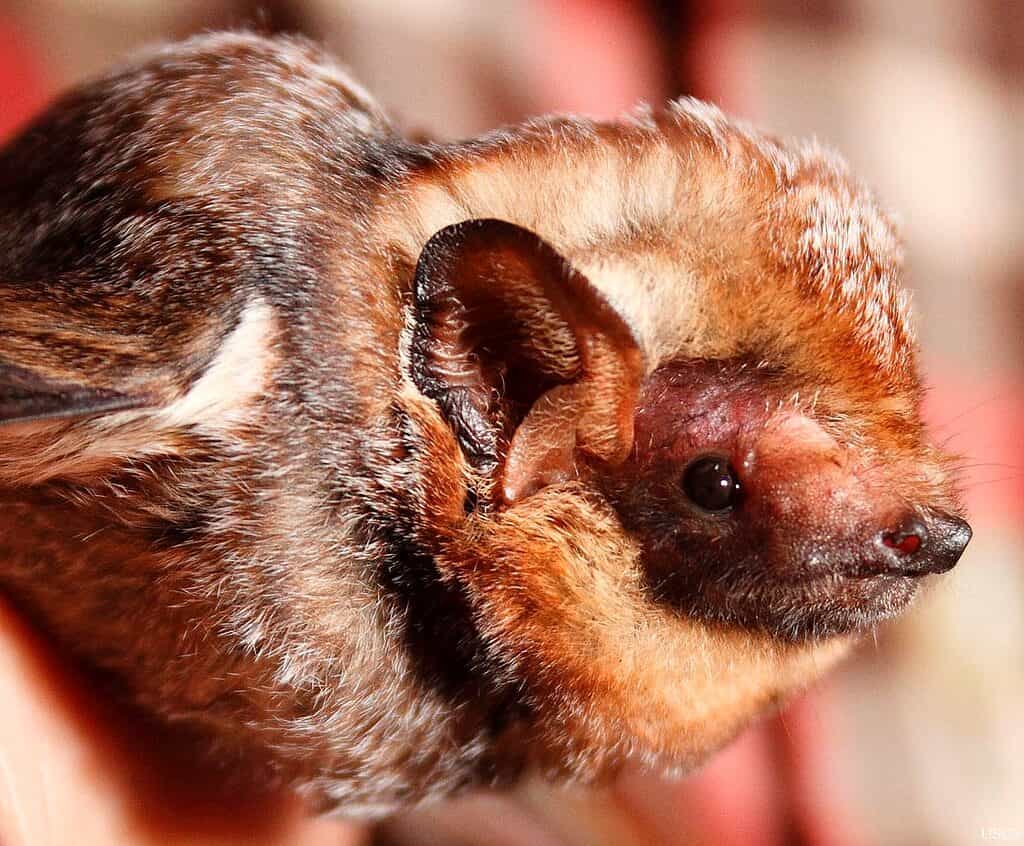 Pipistrello canuto hawaiano