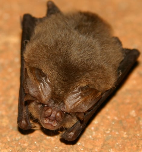 Ozark pipistrello dalle grandi orecchie