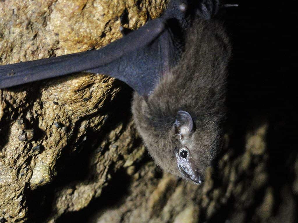 Pipistrello dalla coda a guaina del Pacifico