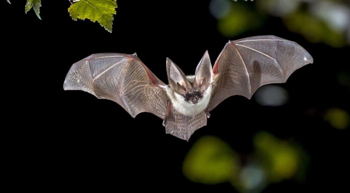 10 tipi di pipistrelli negli Stati Uniti che sono in pericolo
