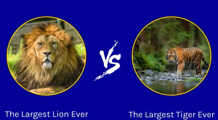 Battaglie epiche: il leone più grande di sempre contro la tigre più grande
