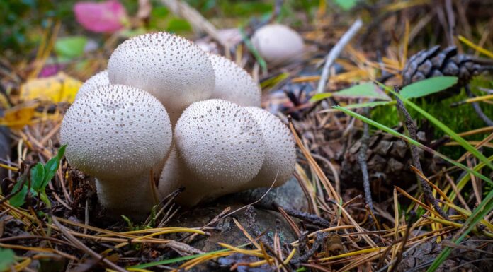  I funghi da cortile sono velenosi?  Tutto quello che dovresti sapere
