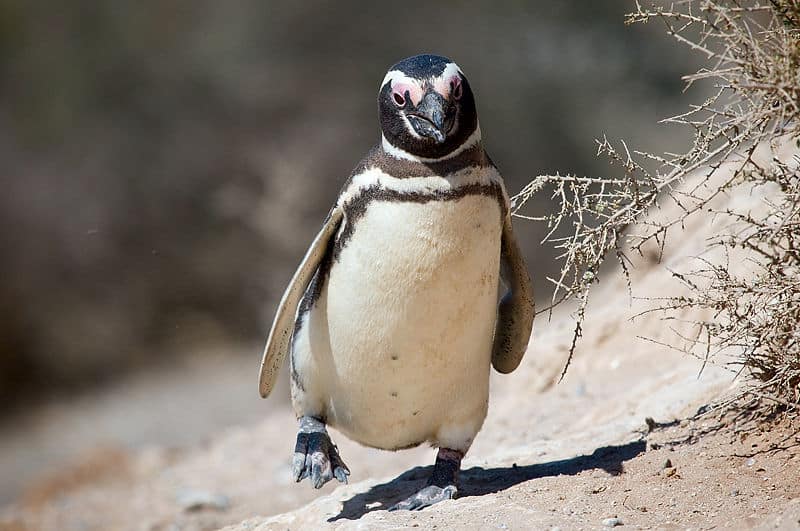 Pinguino di Magellano che cammina sulla sabbia
