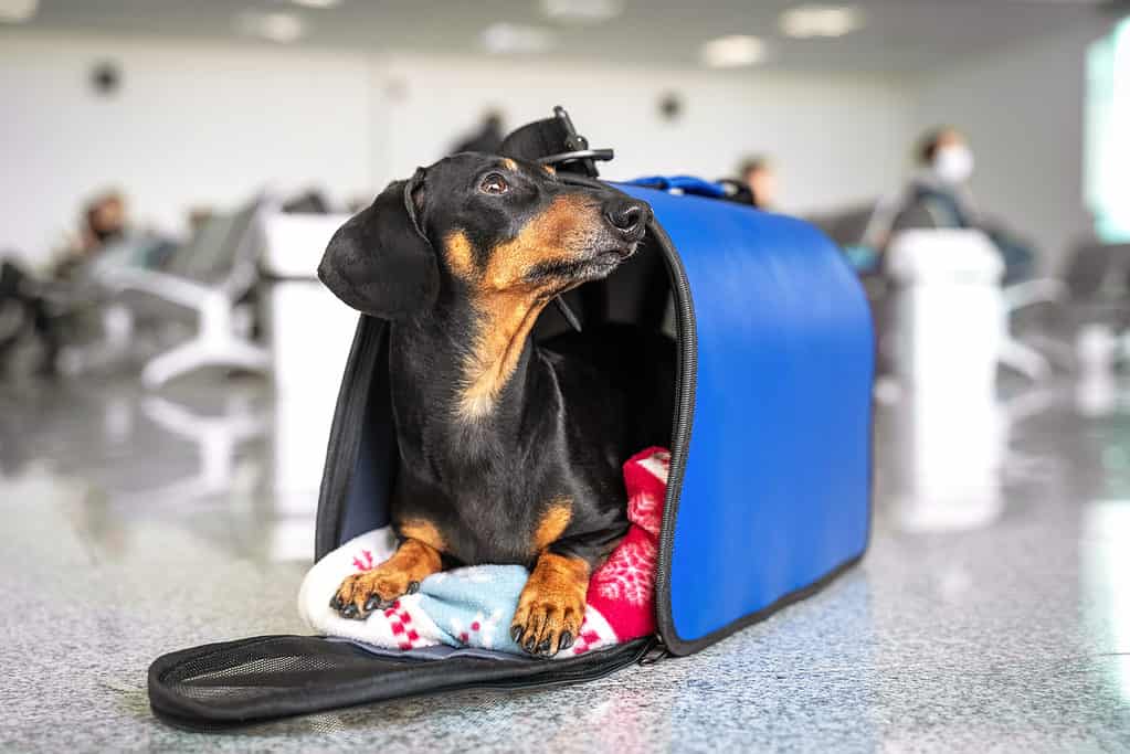 Cane in un trasportino