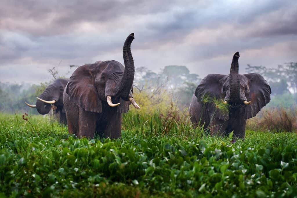 Elefante a Murchison Falls NP