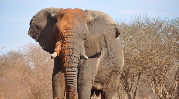 Ivory From Elephants: questa pratica è ancora in corso?
