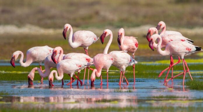7 eleganti tipi di uccelli rosa
