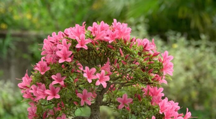 Stili bonsai: tutto ciò che devi sapere
