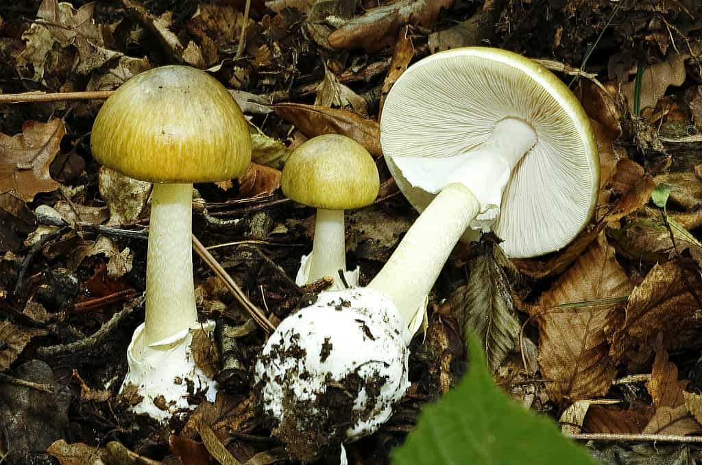 Amanita phalloides, noto anche come fungo velenoso del cappuccio della morte.