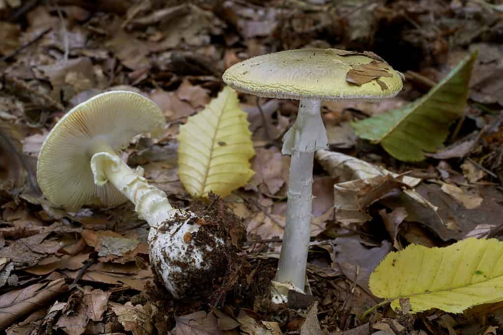Funghi maturi Amanita phalloides (cappucci della morte) con branchie esposte