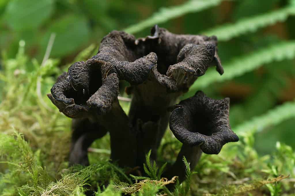 Funghi tromba neri che crescono nel muschio