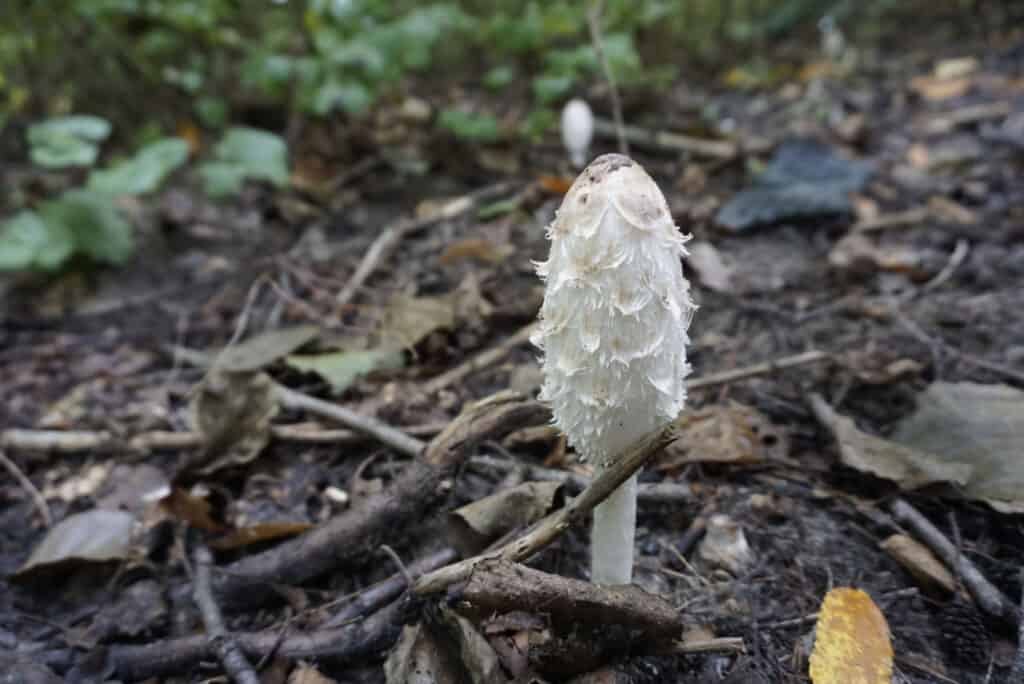 Singolo fungo criniera shaggy nella foresta