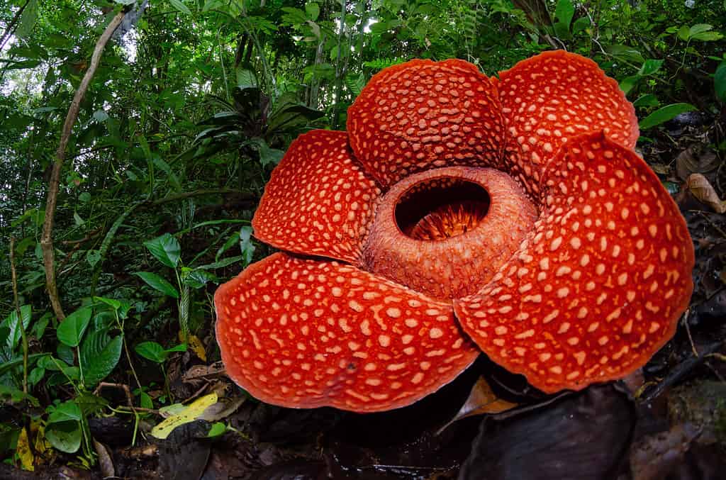 La grande e puzzolente fioritura della Rafflesia