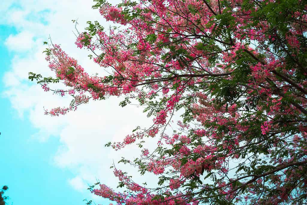 Fioriture rosa e bianche dell'albero dei fiori di ciliegio di Palawan