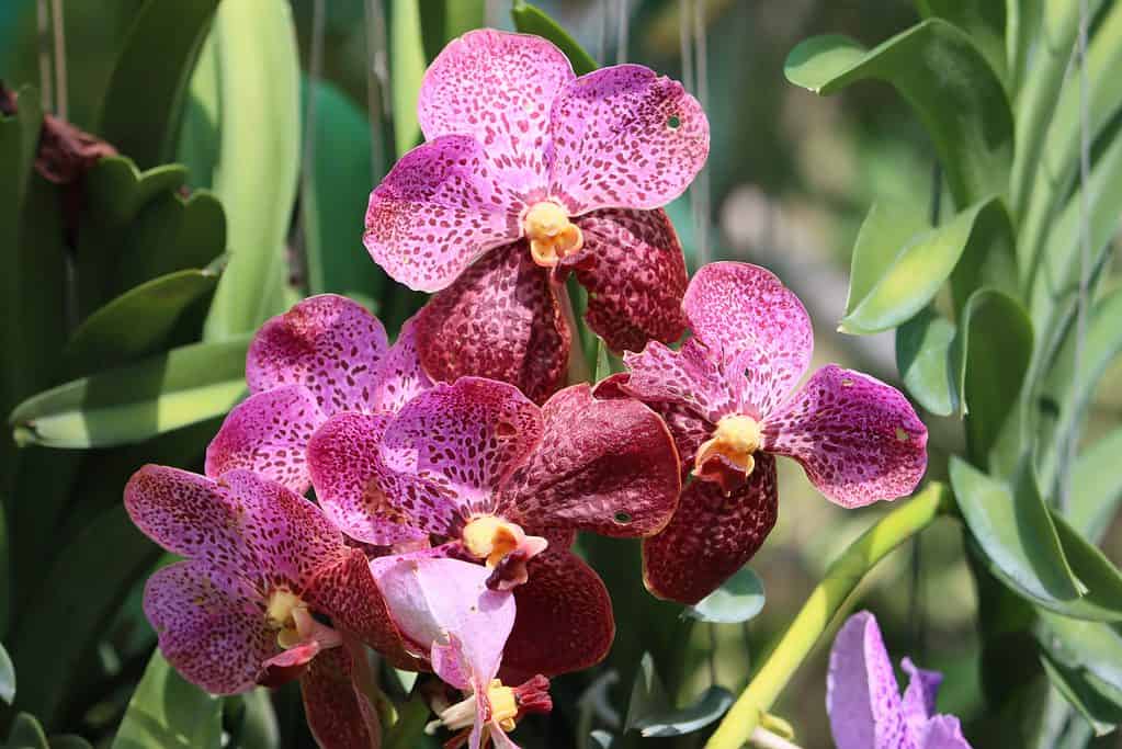 Orchidee che crescono all'aperto