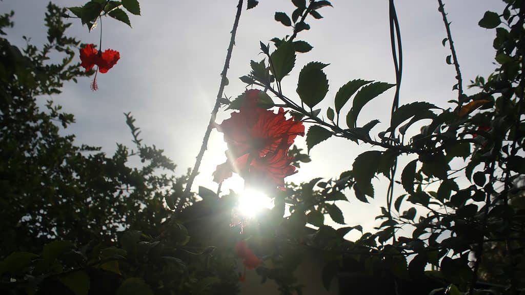 Silhouette di un fiore di malva rosa