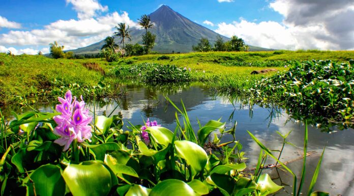 18 splendidi fiori originari delle Filippine
