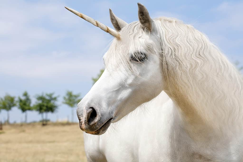 Unicorno