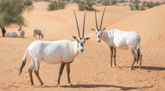 Scopri l'orice d'Arabia: l'animale nazionale del Qatar che ospita la Coppa del mondo
