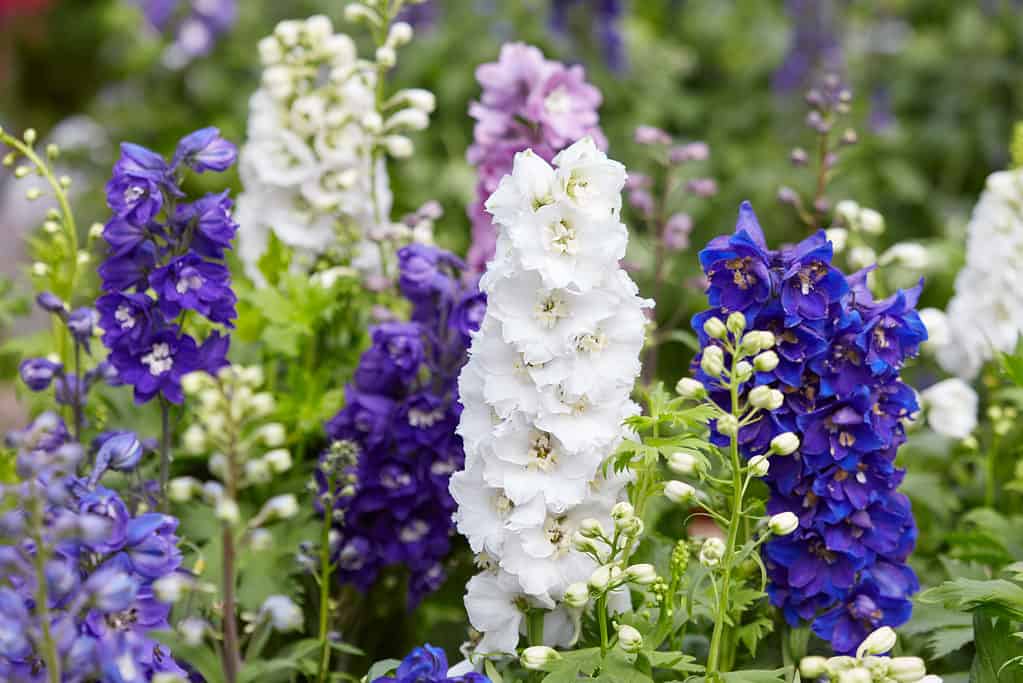 Fiori di Larkspur, Delphinium elatum nei colori bianco, viola e blu