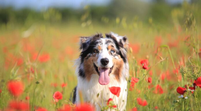  Il silenzio è d'oro!  15 razze di cani popolari che abbaiano raramente
