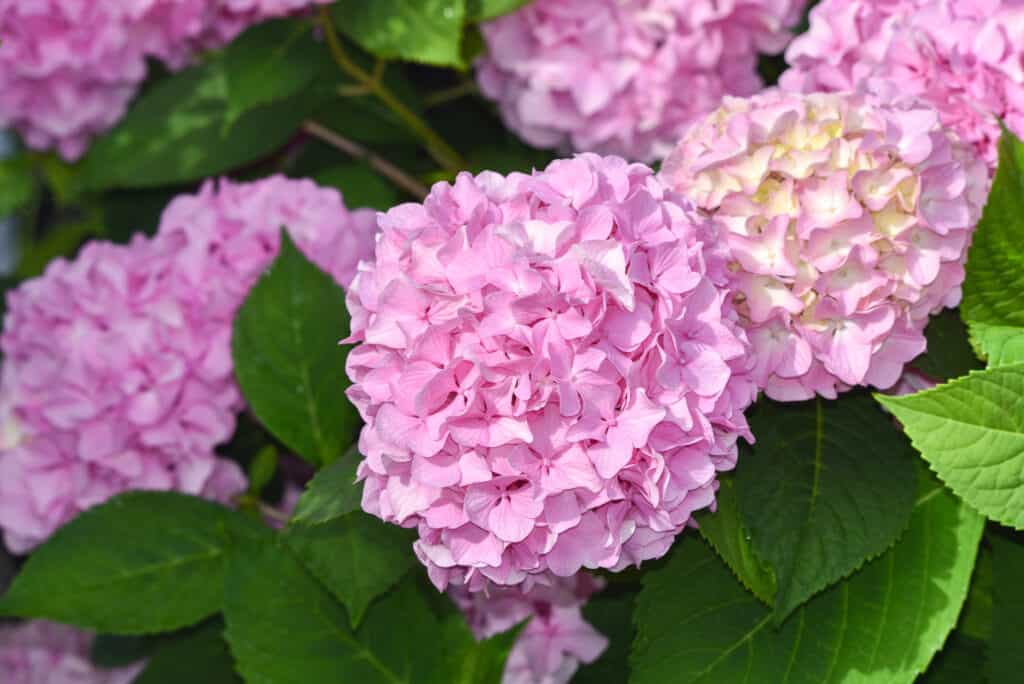 Primo piano di vivaci ortensie mophead rosa