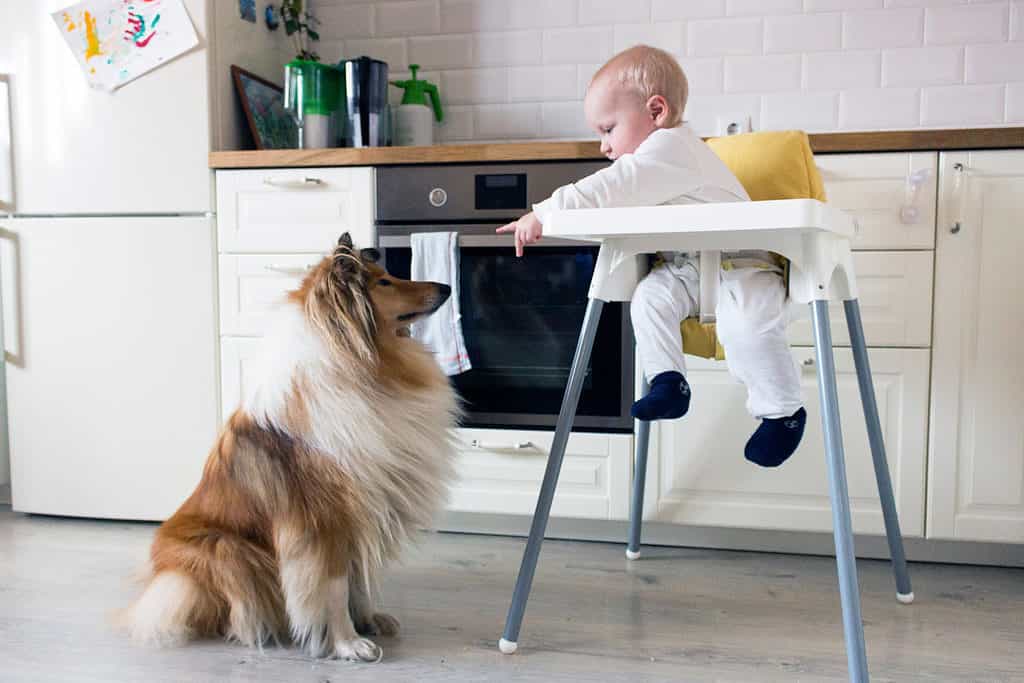 Bambino su un seggiolone con cane seduto vicino speranzoso di cibo