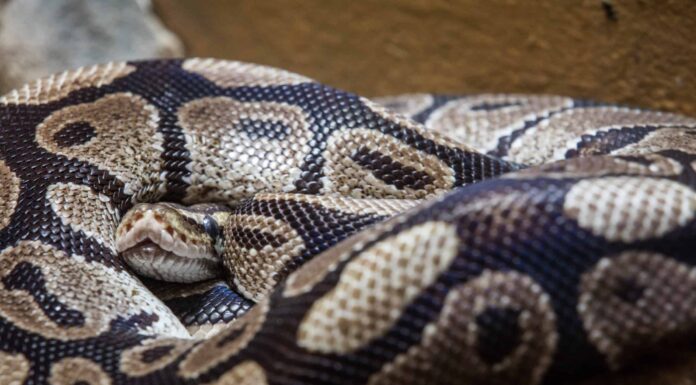 Guarda il panico quando un serpente di 20 piedi cade dal soffitto di un ristorante
