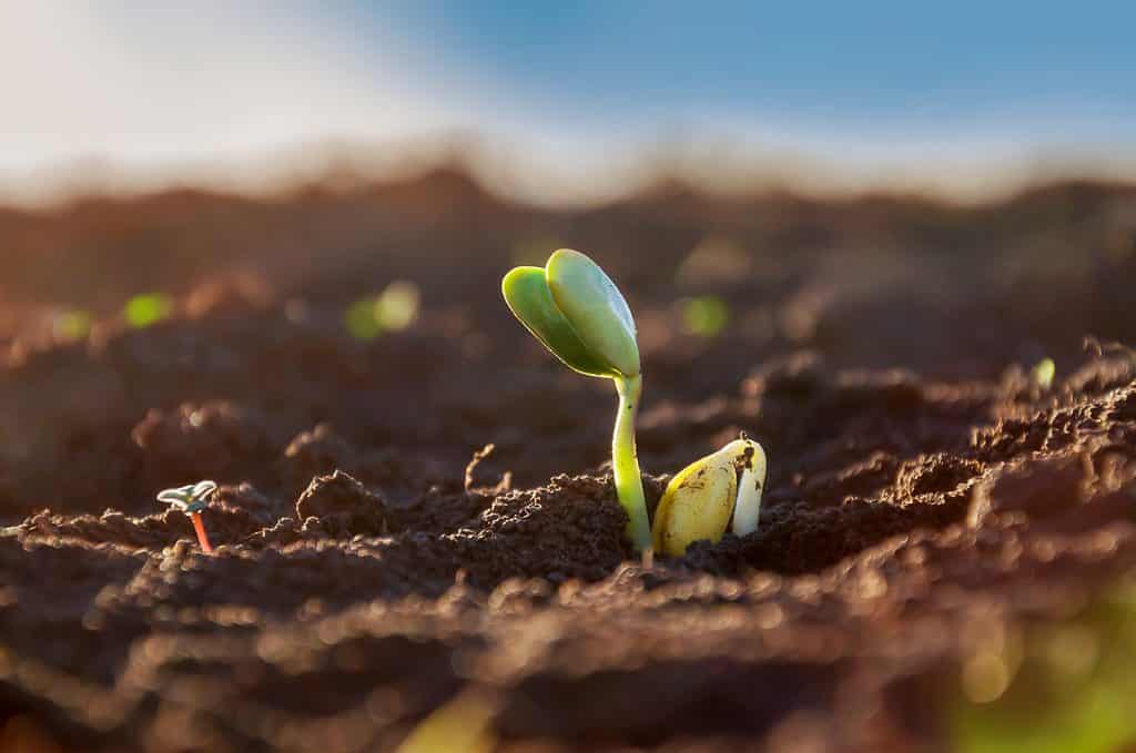 Primo piano di un giovane germoglio di soia nel terreno che si estende verso il sole.