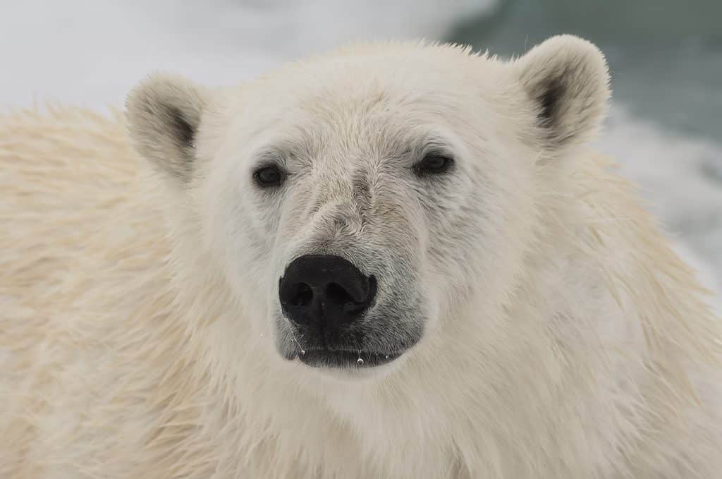 Orso polare femmina