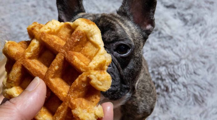 I cani possono mangiare i waffle?
