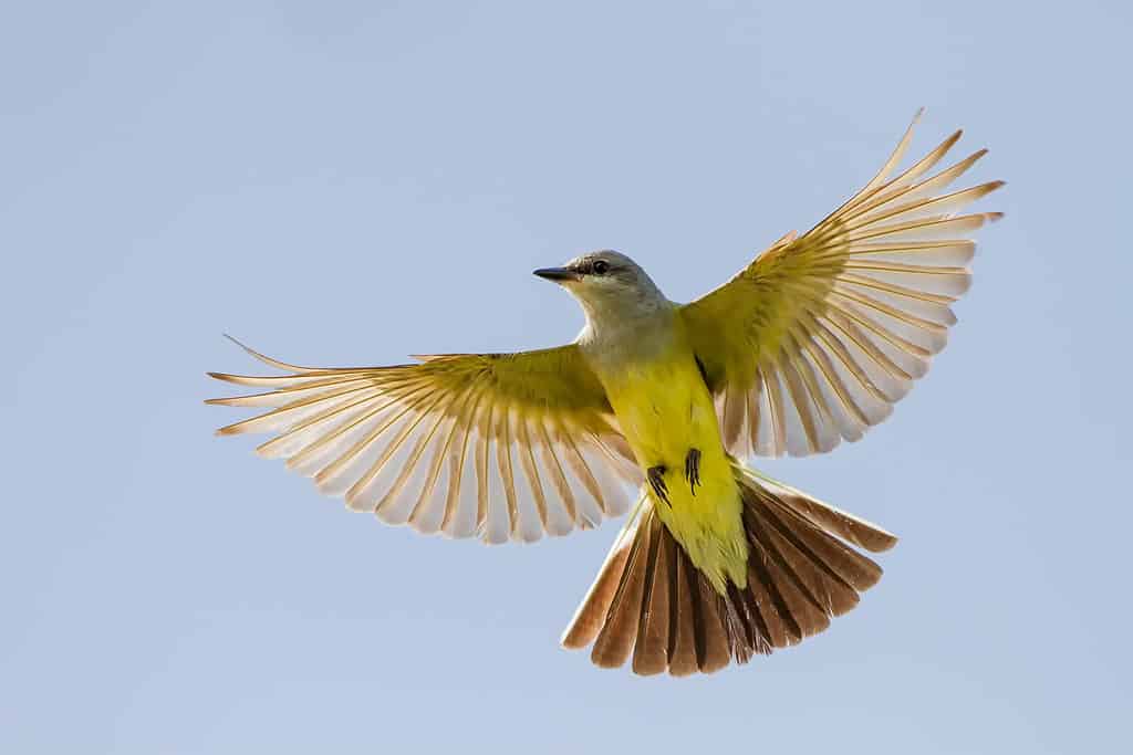 Kingbird occidentale in volo