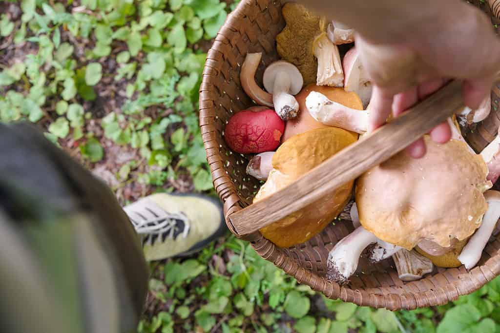 Qualcuno tiene in mano un cesto di funghi selvatici foraggiati