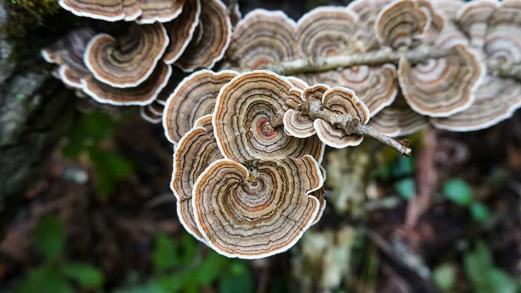 La coda di tacchino è il fungo medicinale più studiato 